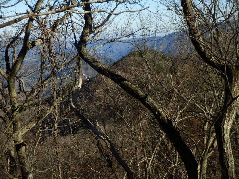 前方にムギチロ