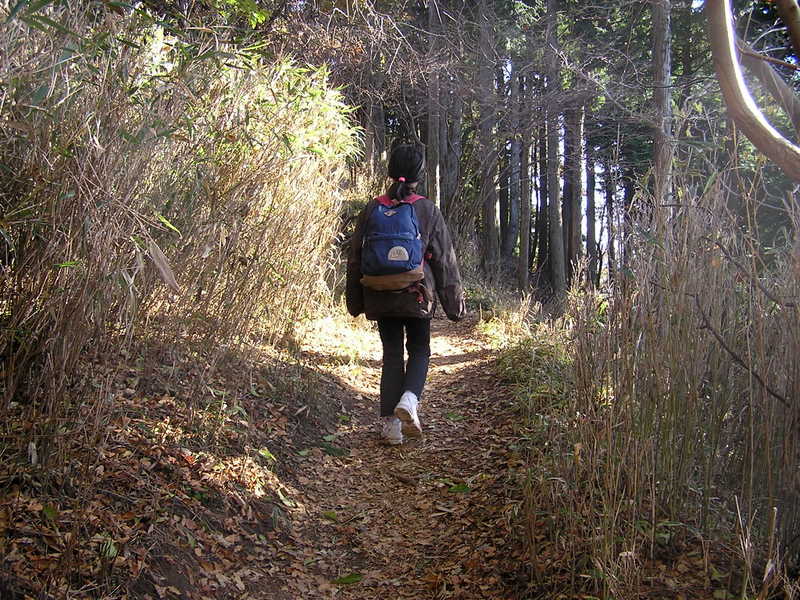 ヤビツ峠からイタツミ尾根を登る