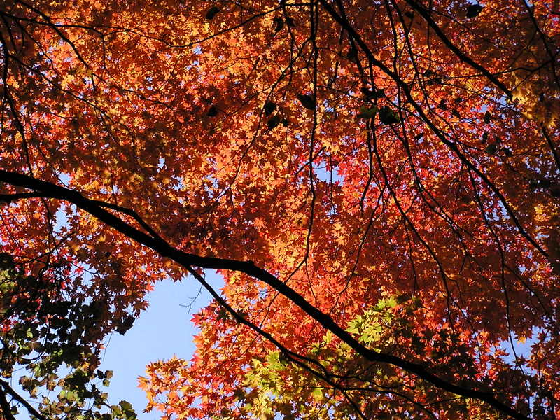 イタツミ尾根から大山 -- ここの紅葉がいちばん見事でした