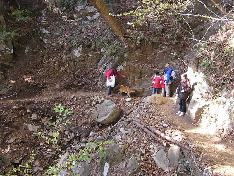 イタツミ尾根から大山 -- 道の狭いところは要注意
