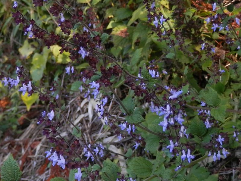 イヌヤマハッカ