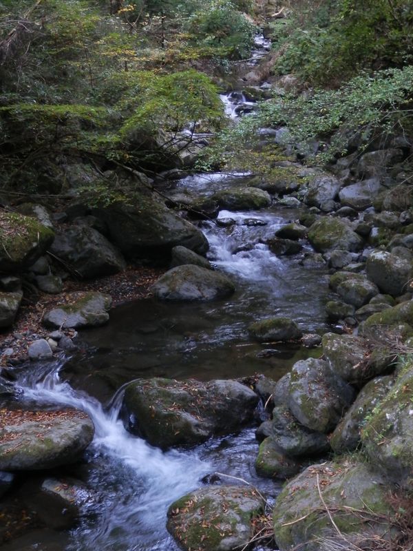 ロックガーデンのような沢
