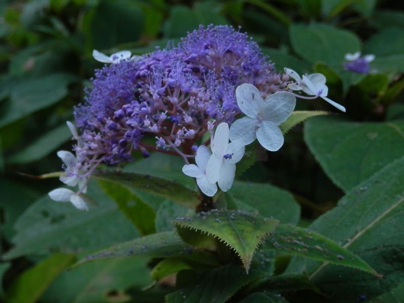 タマアジサイかな