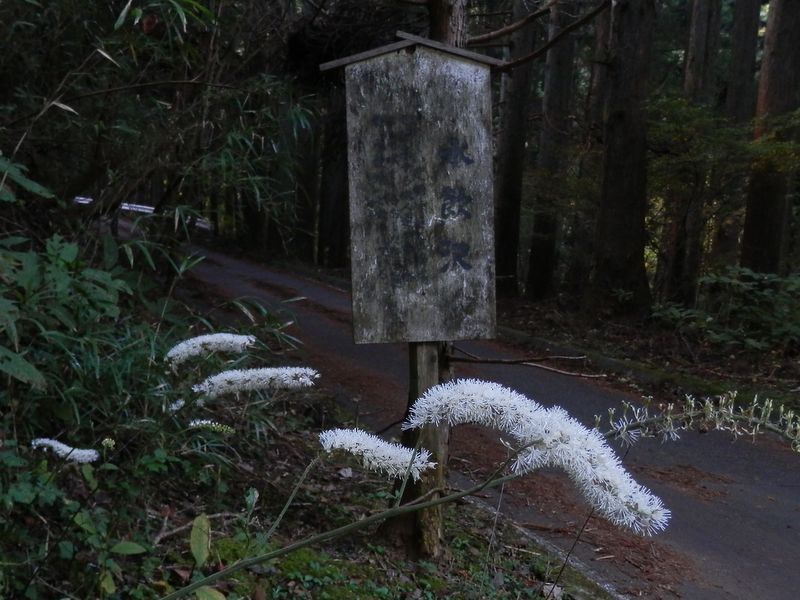 「水飲沢」の説明板とサラシナショウマ