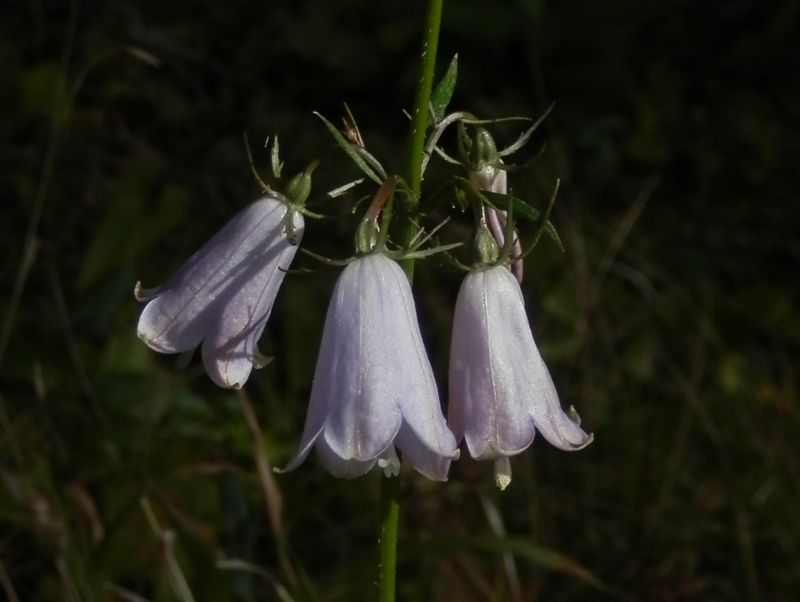 ツリガネニンジン