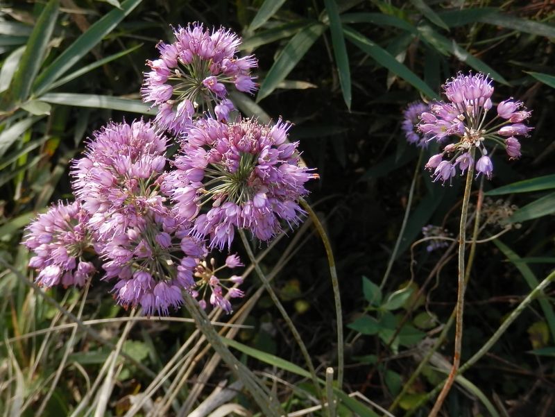 ヤマラッキョウ