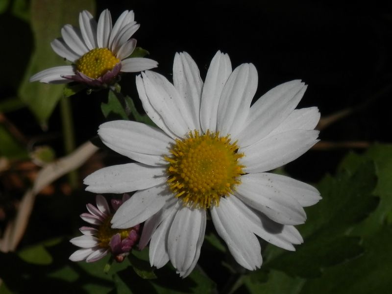 リュウノウギク