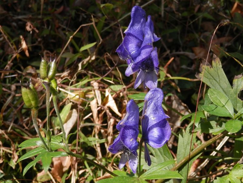 ヤマトリカブトとその実