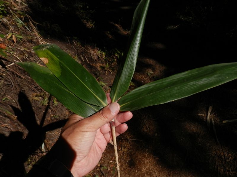 大きな笹の葉