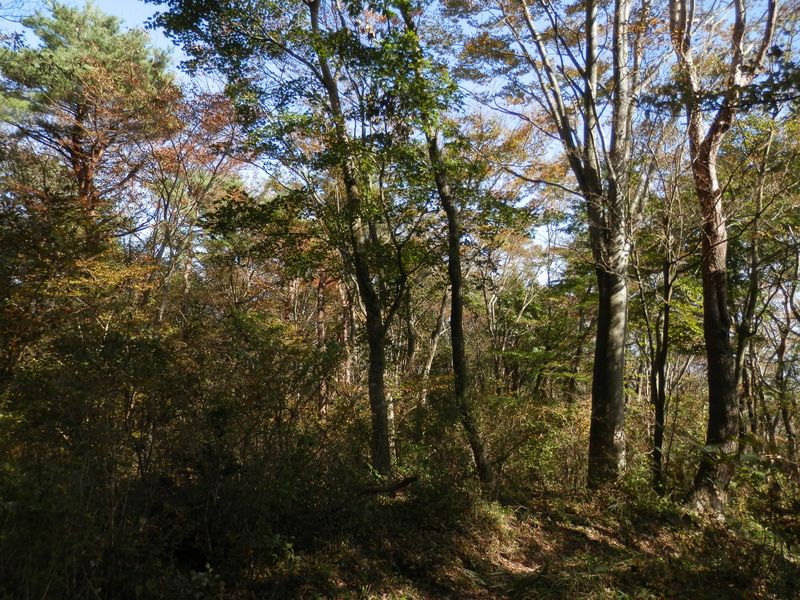 わずかに色付き始めた木