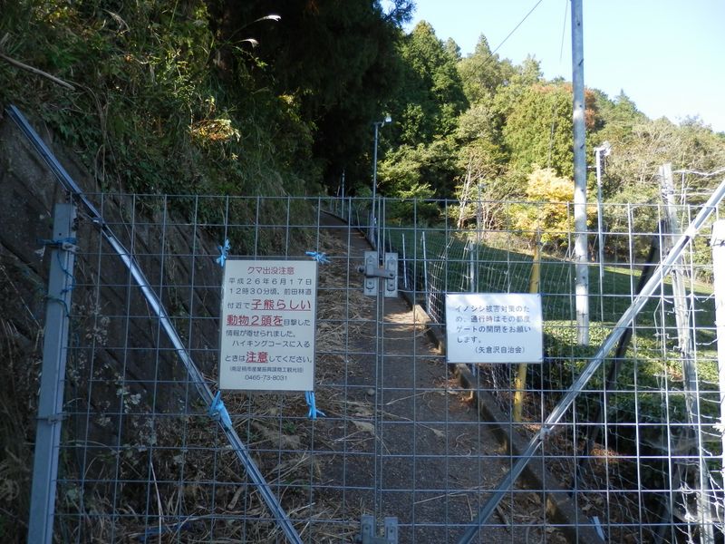 子熊らしい動物の目撃情報