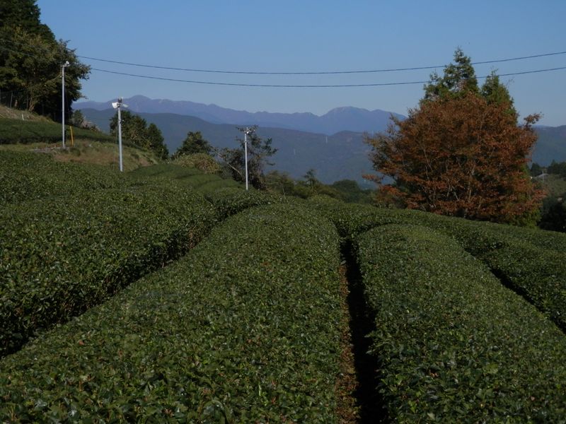 茶畑より、丹沢表尾根