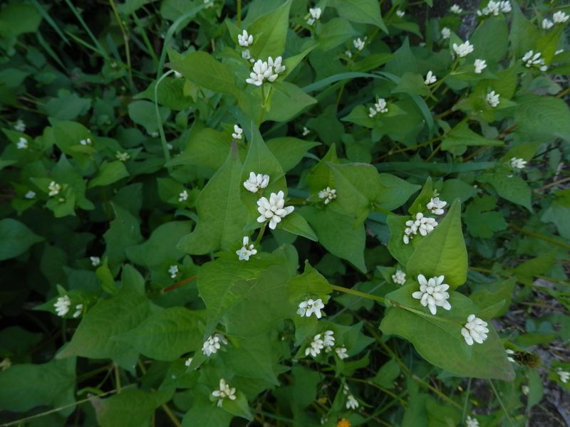道端にソバのつぼみ
