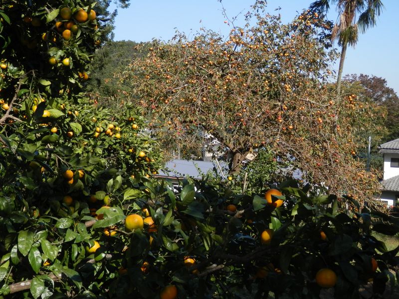 ミカンと柿