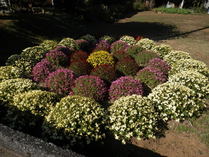 ざる菊が咲き始めていた