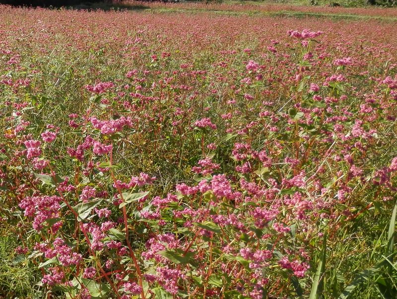 赤ソバの花畑