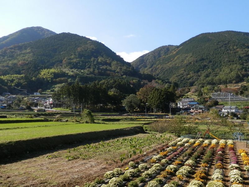 棚田の一部が菊畑になっている