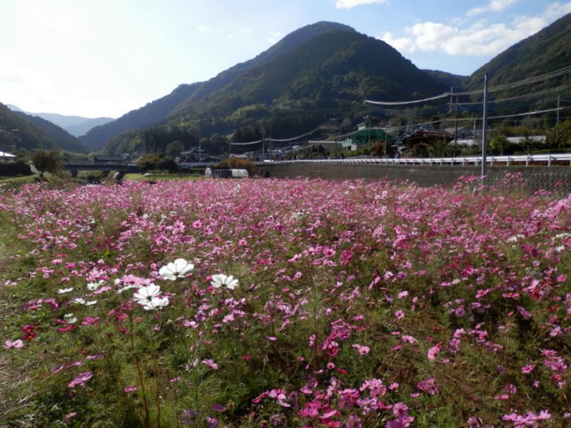 コスモス畑と矢倉岳