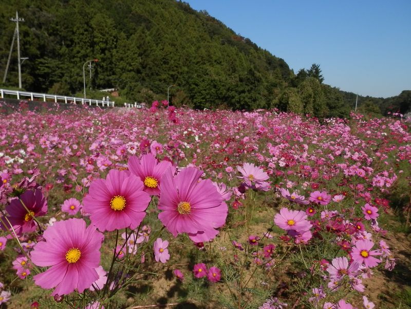 矢倉沢のコスモス畑