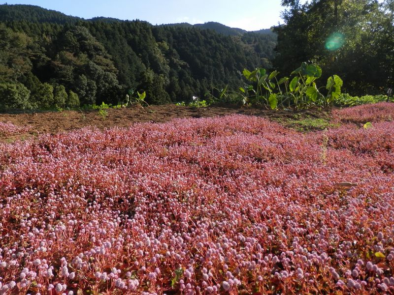 ヒメツルソバ、サトイモ、タカサゴユリ