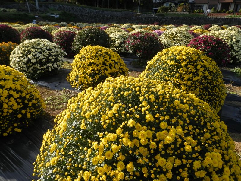 ざる菊は、スプレー咲き
