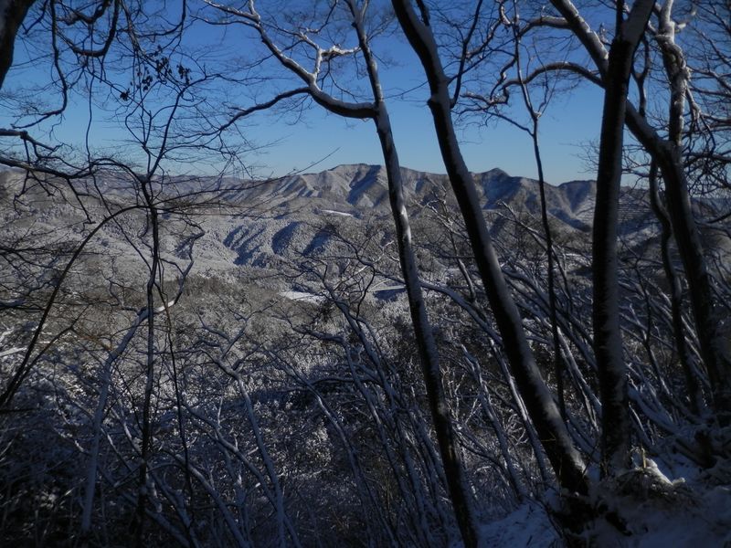樹間に石老山を望む