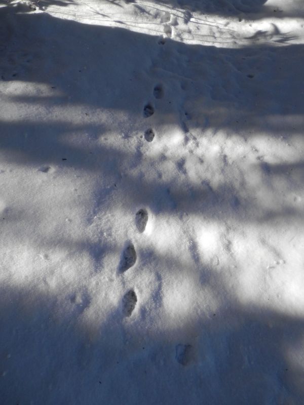 この足跡は誰のもの？