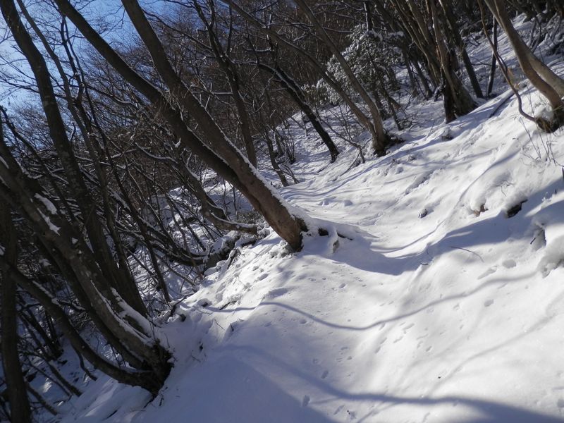 樹木が斜めに立っている