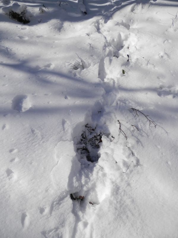 林道を横切る大きな足跡が不気味