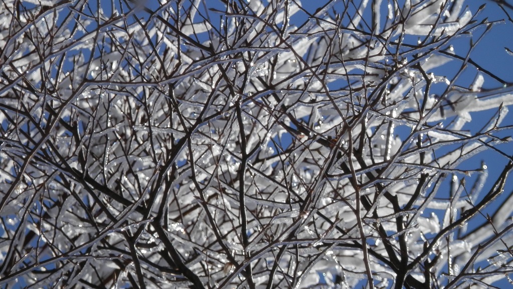 小枝の下側に成長した樹氷