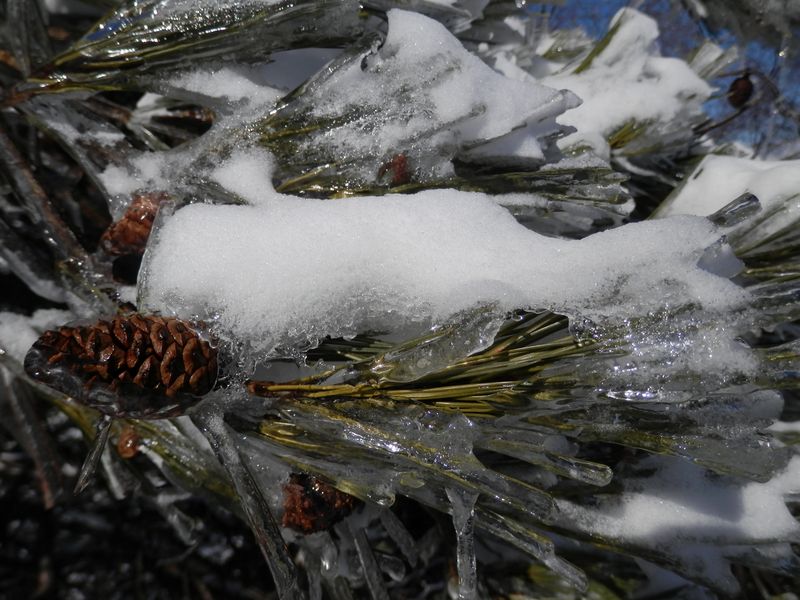 凍っても枯れない松