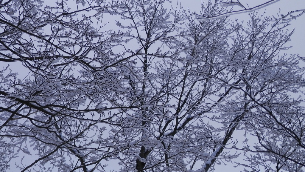 上空も雲に覆われた。でも樹はきれい