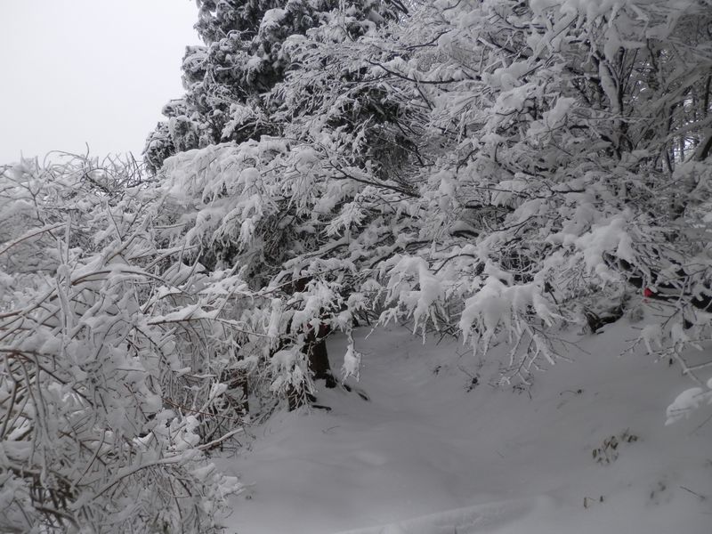 垂れ下がった枝の下をくぐりながら進む