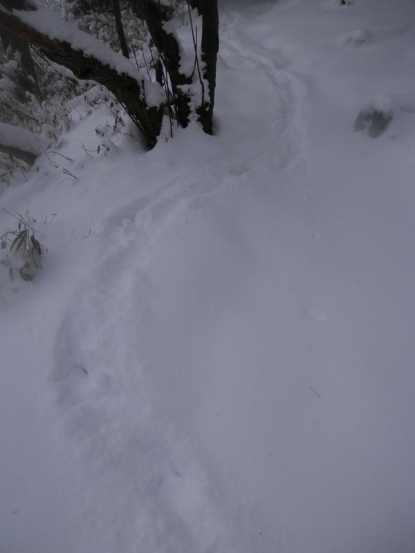 これは、鹿の足跡かな？