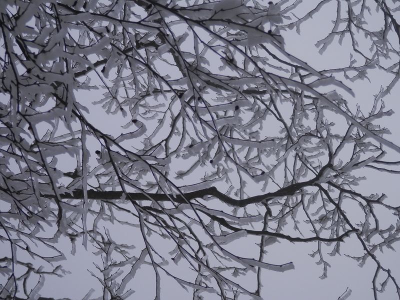 焼山・姫次（撤退） -- 樹氷を見ながら昼食