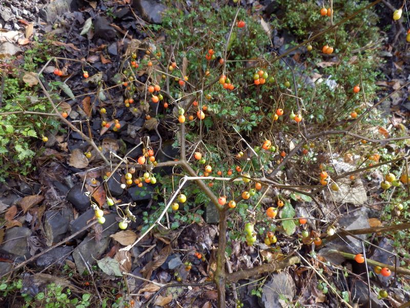 ハダカホオズキ