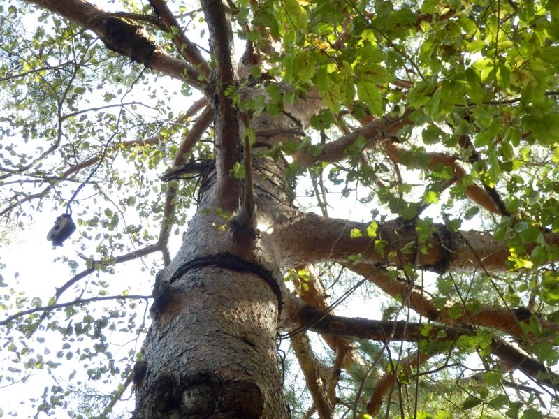 残されたワイヤーと滑車