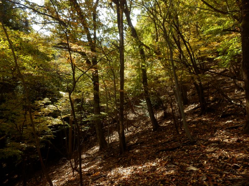 落ち葉がいっぱいの尾根