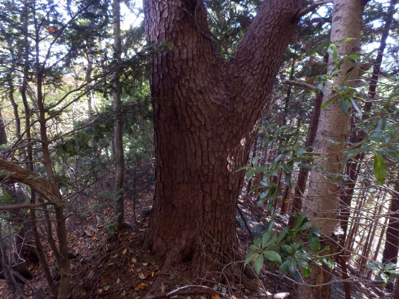 アカマツの巨樹