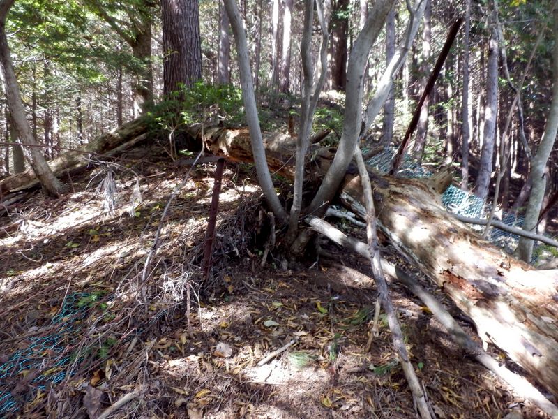 鹿柵に倒木