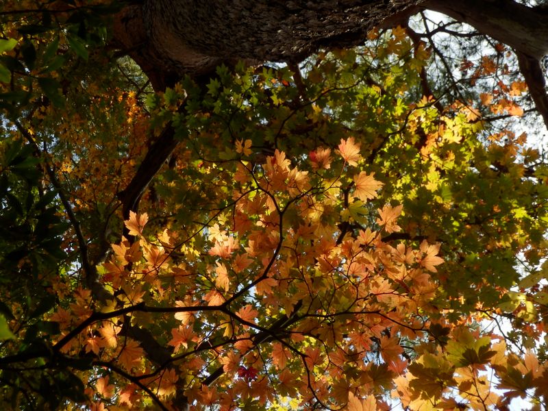 松の木に寄り掛かって
