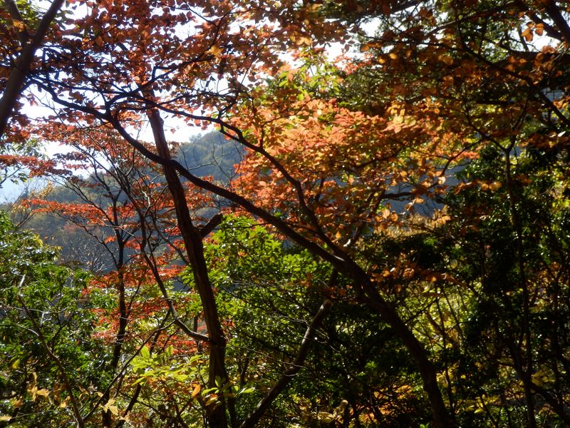 焼小屋沢右岸の尾根