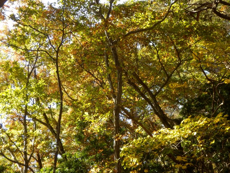 黄葉と緑葉のお祭り