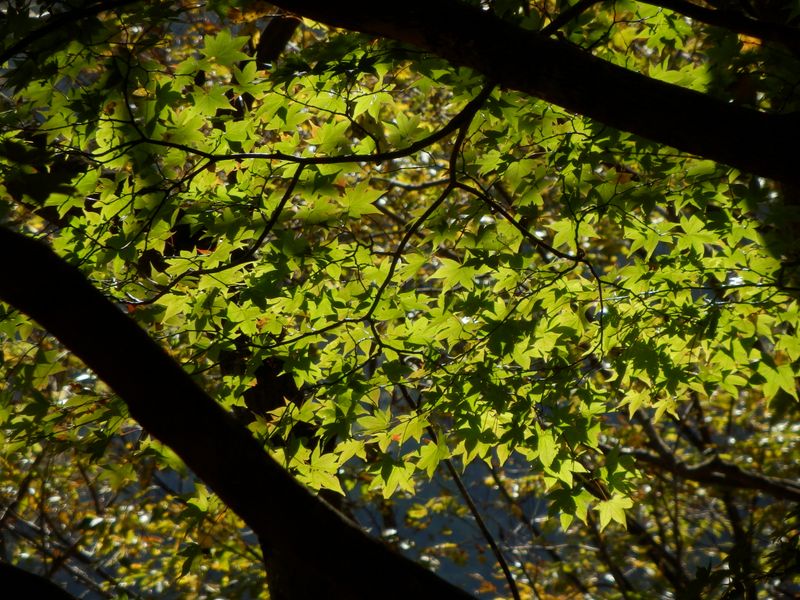 緑葉に癒される