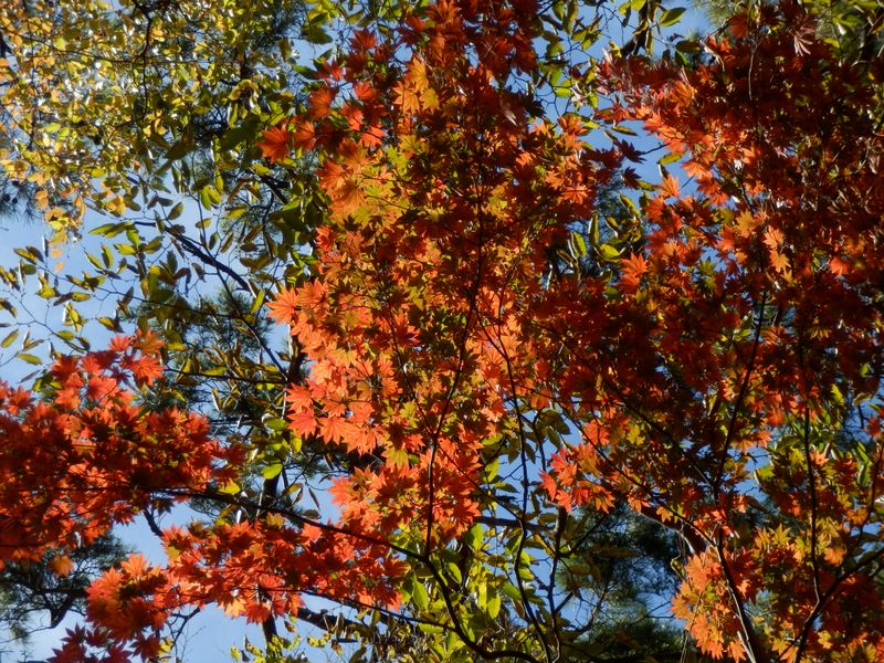 色の数は言い尽くせない