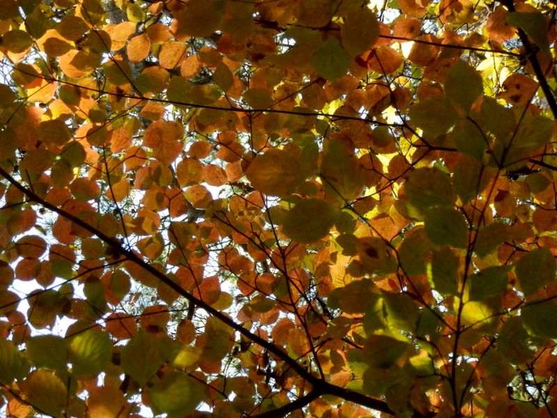 やさしい丸葉の紅葉