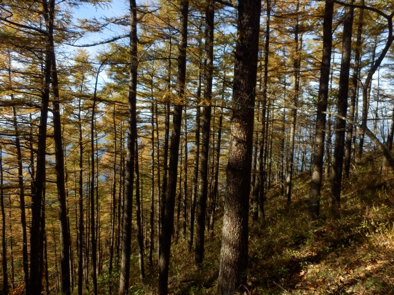 カラマツ林の黄葉