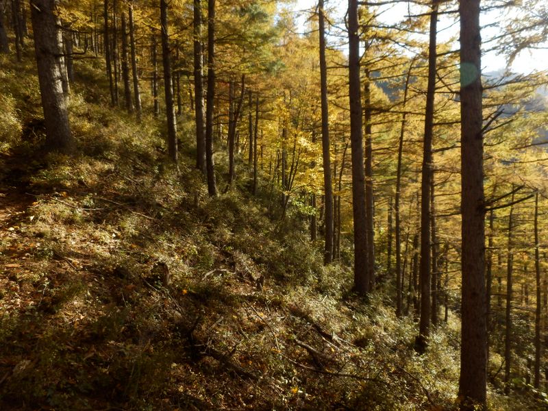 カラマツ林の黄葉