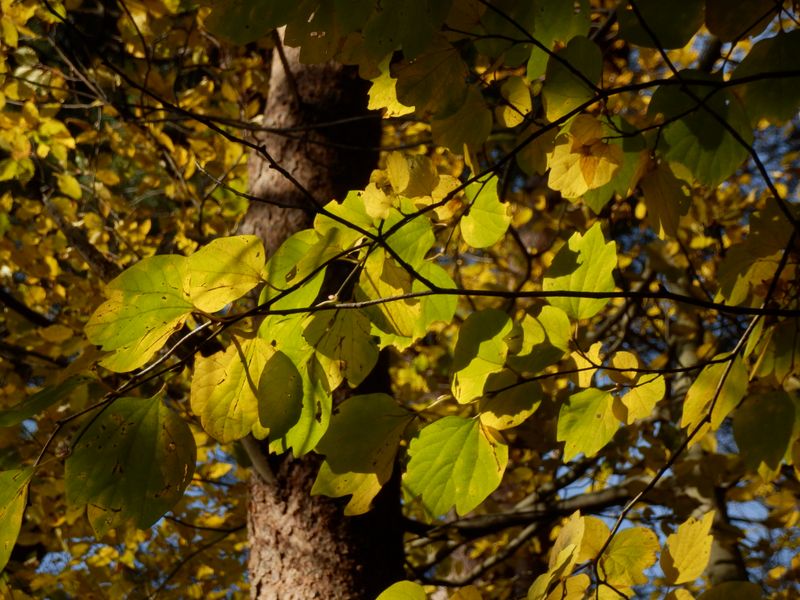 こんな形の葉もいい