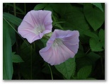 ヒルガオ
